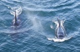 Victoria Whale Watching Safari Tour